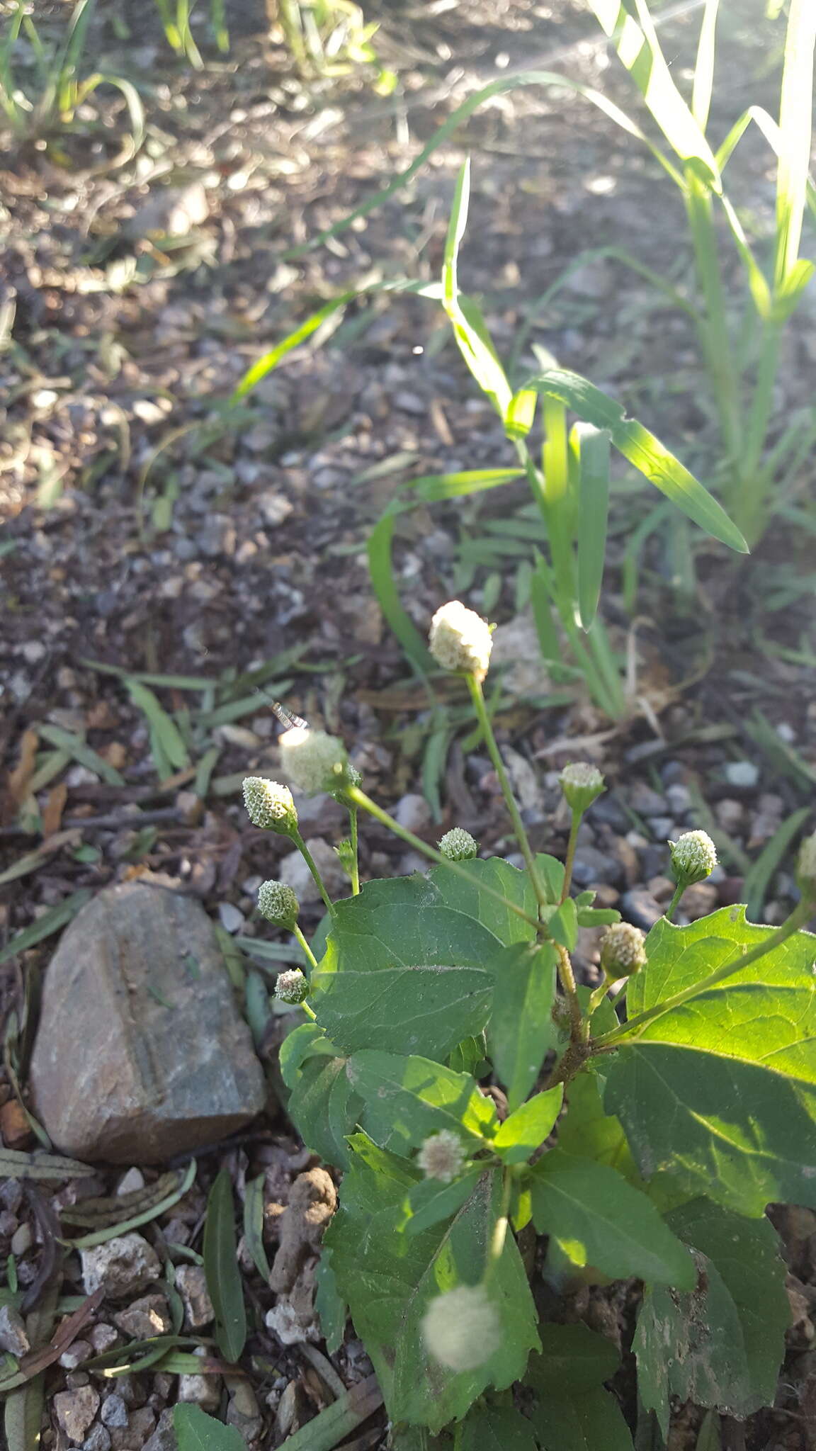 Image of Acmella radicans (Jacquin) R. K. Jansen