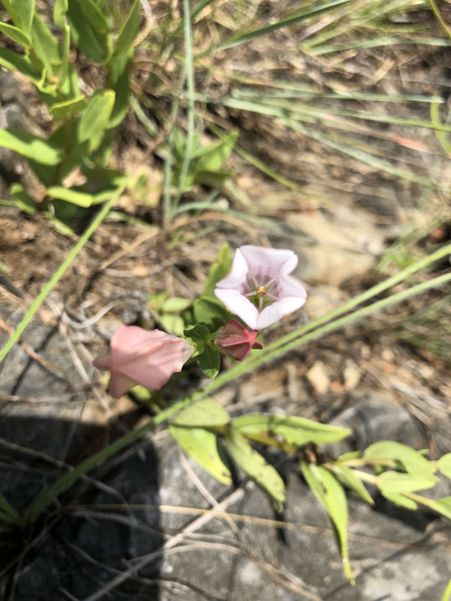 Image of purpleflower pinkroot