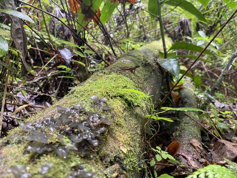 Image of blue skin lichen