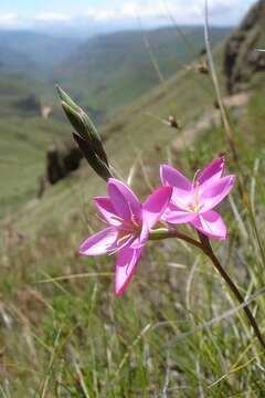 Hesperantha baurii subsp. baurii的圖片