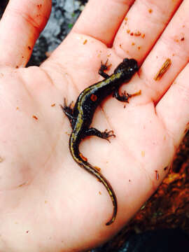 Image of Ambystoma macrodactylum Baird 1850