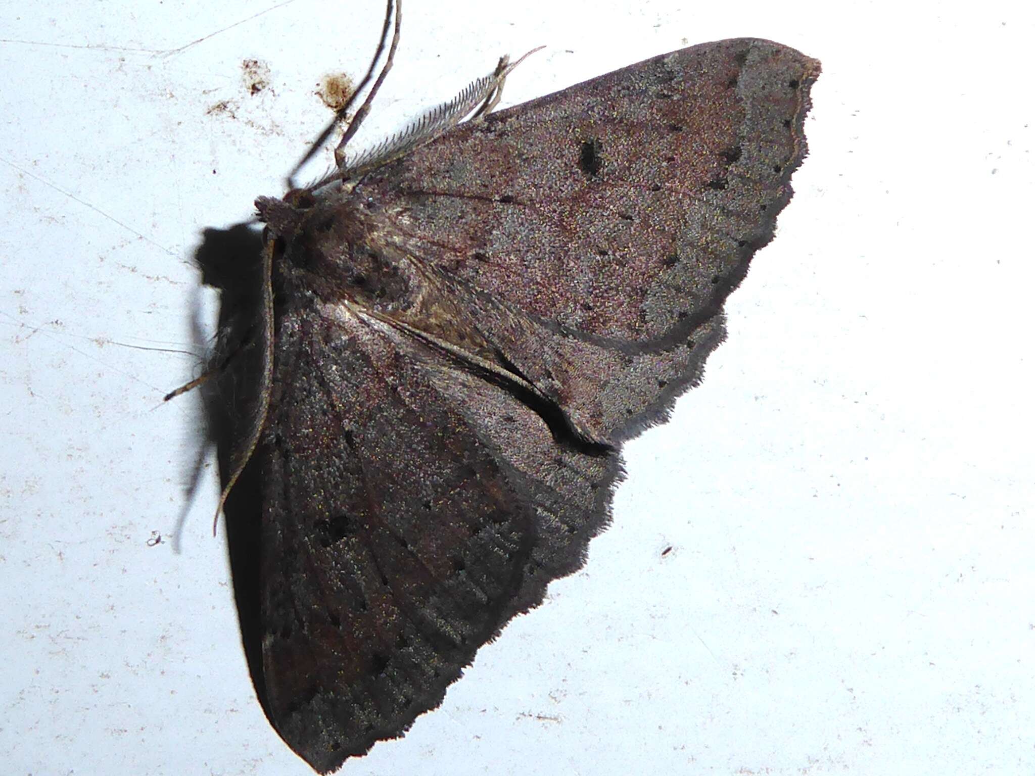 Image of Kawakawa looper moth