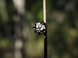 Image of Spiny orb-weavers