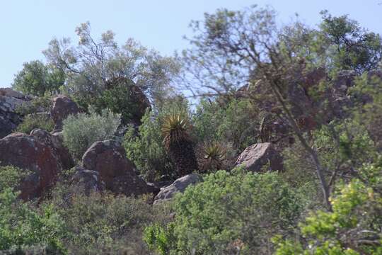 Image of Namaqua Aloe