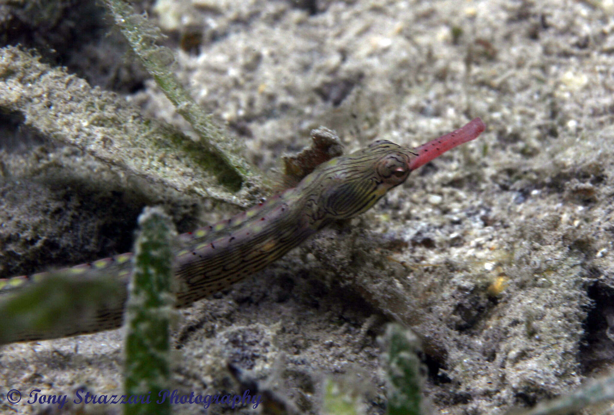 Plancia ëd Corythoichthys haematopterus (Bleeker 1851)