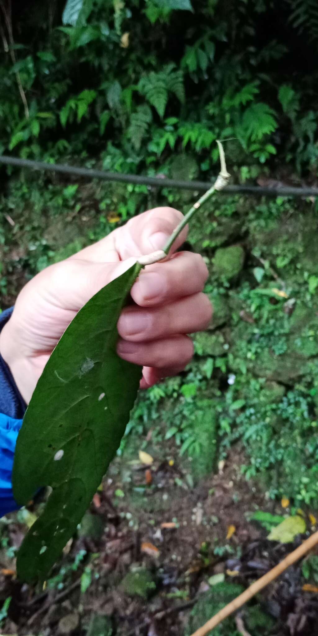 Imagem de Staphylea formosana (Nakai) Byng & Christenh.