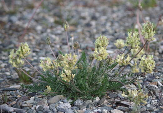 Image of field locoweed