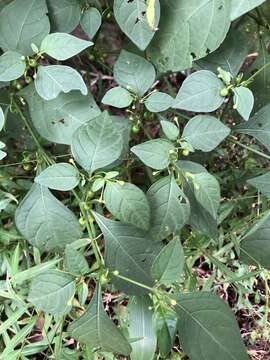 Image of Tubocapsicum anomalum (Franch. & Savat.) Makino