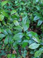 صورة Ruscus colchicus Yeo