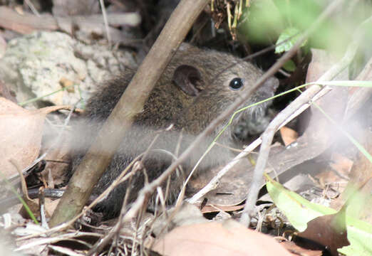 Rattus lutreolus (J. E. Gray 1841)的圖片