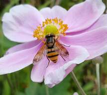 Image of lesser hornet hoverfly