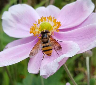 Image of lesser hornet hoverfly