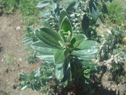 Buddleja coriacea Remy resmi