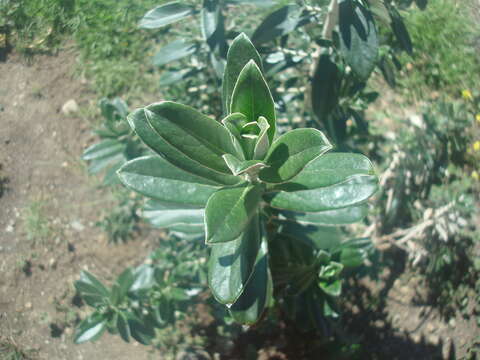 Image of Buddleja coriacea Remy