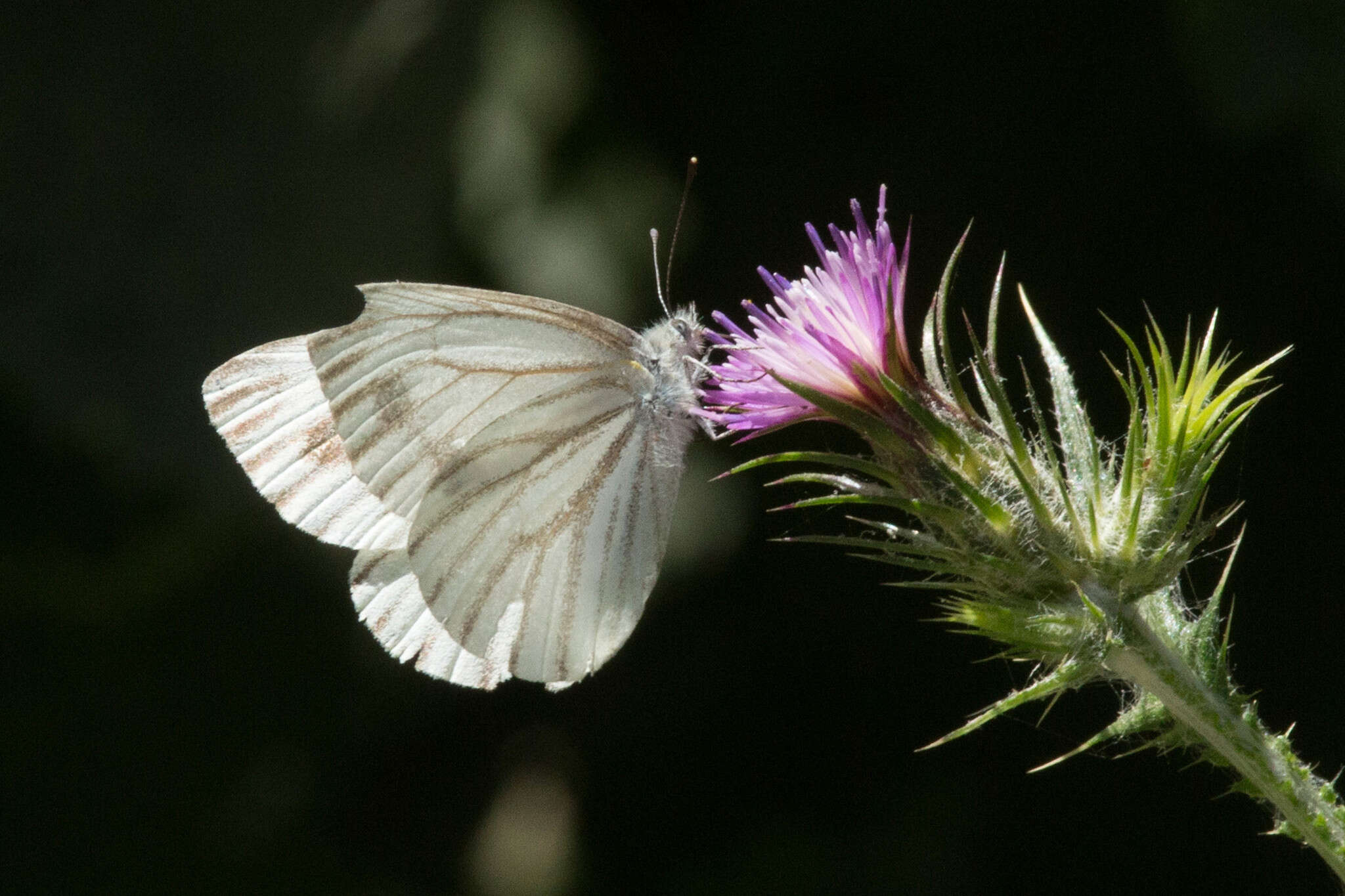 Image of Margined White