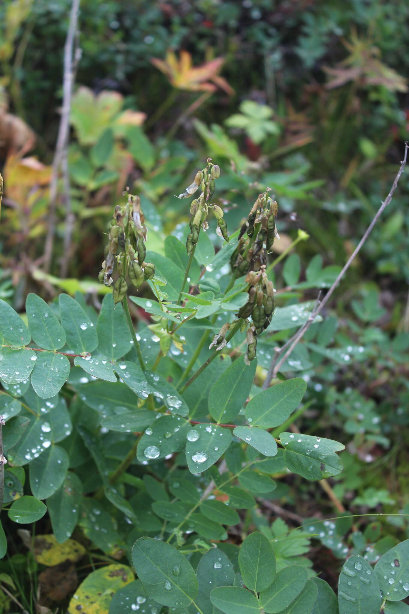 Imagem de Astragalus frigidus (L.) A. Gray