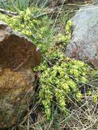 Imagem de Thymelaea coridifolia subsp. dendrobryum (Rothm.) M. Laínz