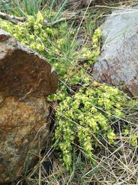 Image of Thymelaea coridifolia subsp. dendrobryum (Rothm.) M. Laínz