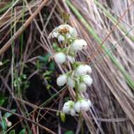 Image of Pyrola angustifolia (Alef.) Hemsley