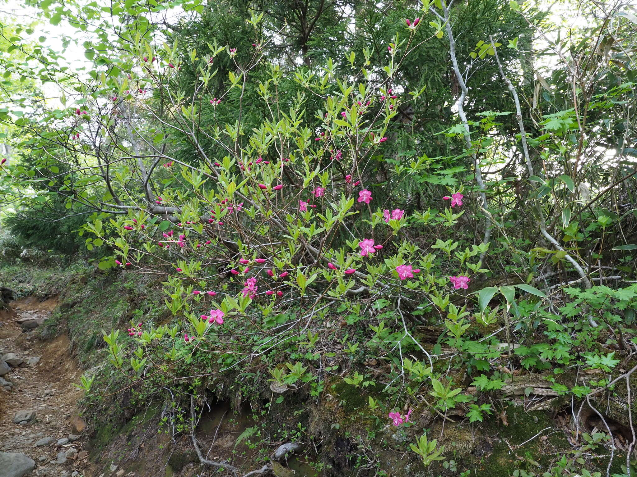 Image of Rhododendron albrechtii Maxim.