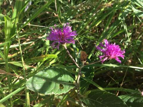 صورة Vernonia greggii A. Gray