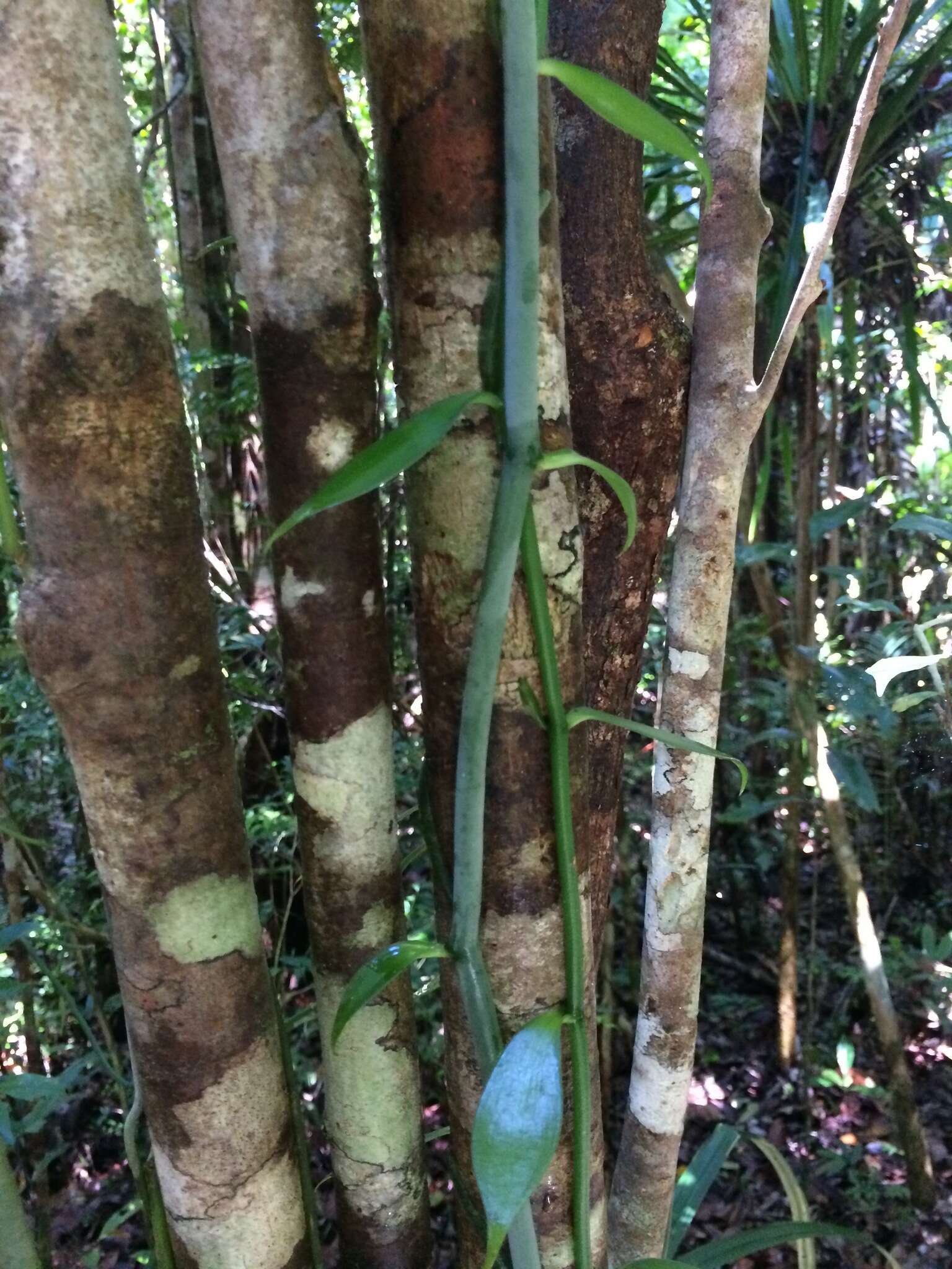 Image of Vanilla coursii H. Perrier