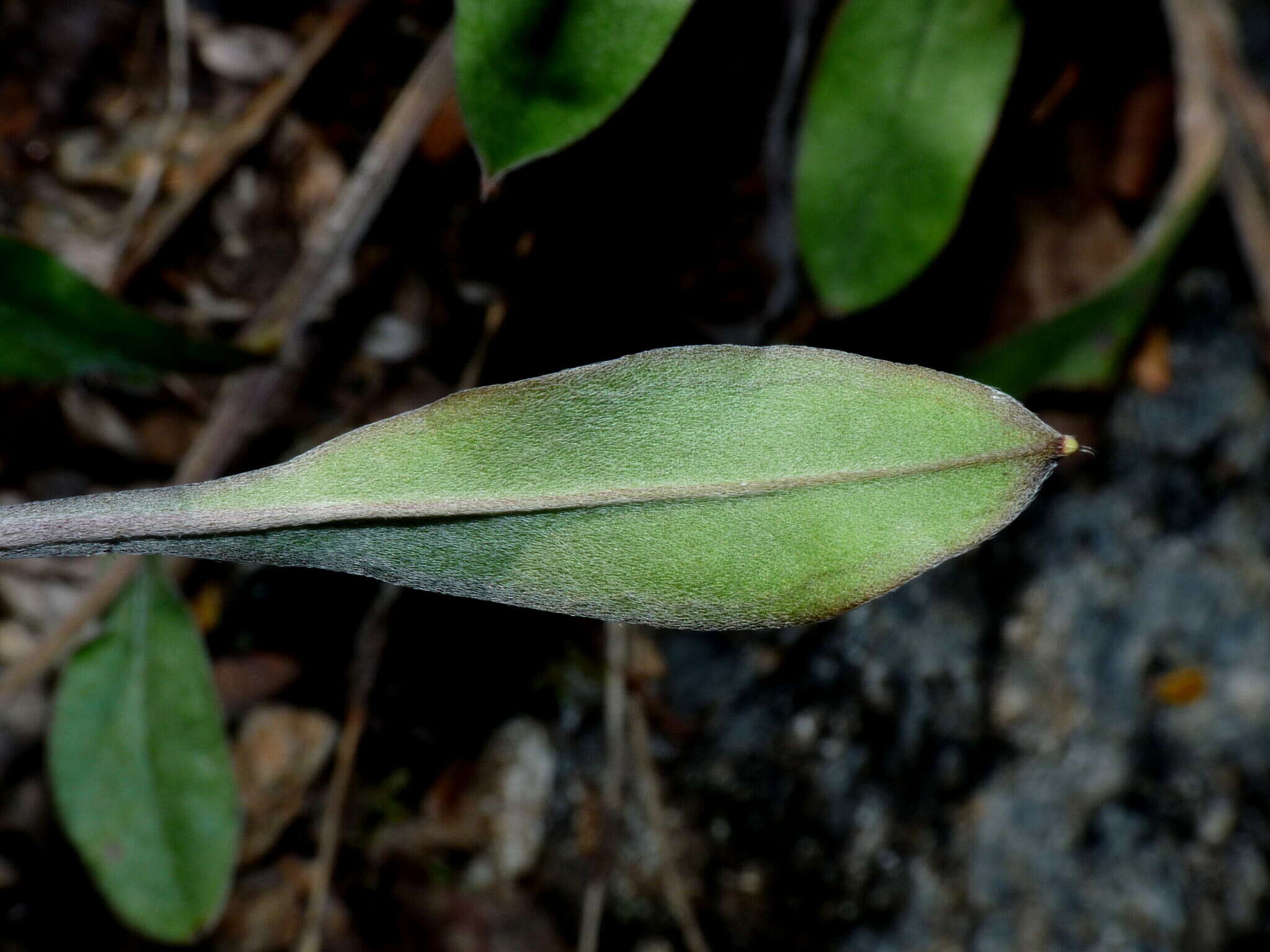 Image de Myosotis brockiei subsp. brockiei