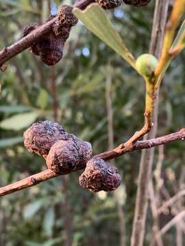 صورة Trichilogaster acaciaelongifoliae (Froggatt 1892)