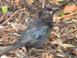 Image of Quiscalus quiscula stonei Chapman 1935