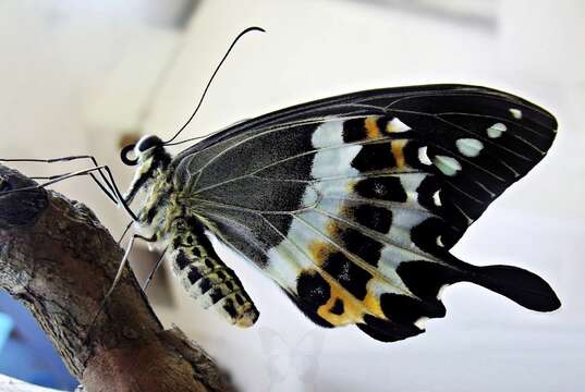 Image of Malabar Banded Swallowtail