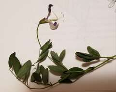 Imagem de Lathyrus nevadensis subsp. nevadensis