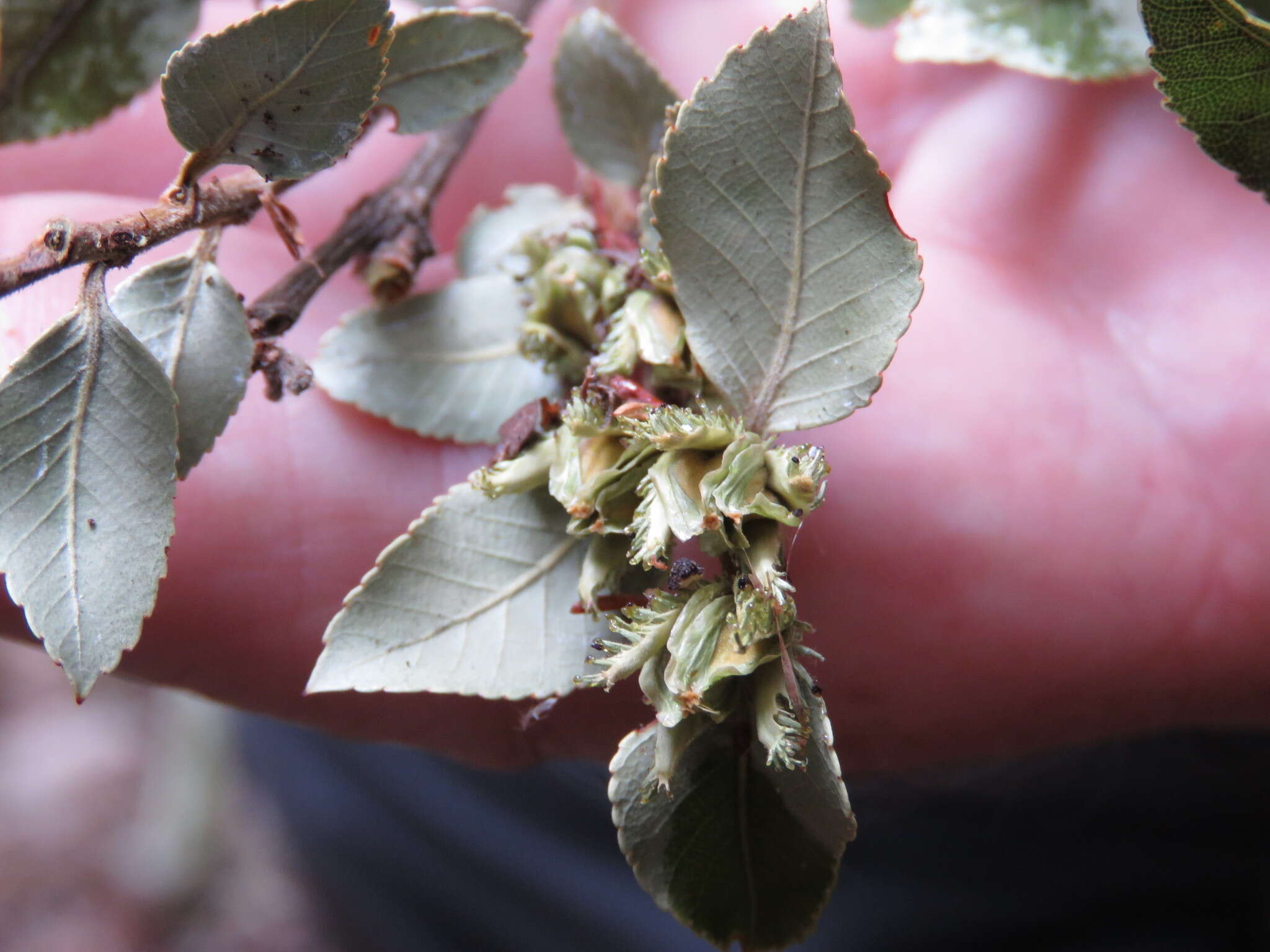 Imagem de Nothofagus moorei (F. Muell.) Krasser