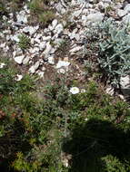 Image of Helianthemum violaceum (Cav.) Pers.