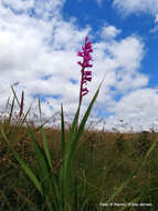 Image of Watsonia confusa Goldblatt