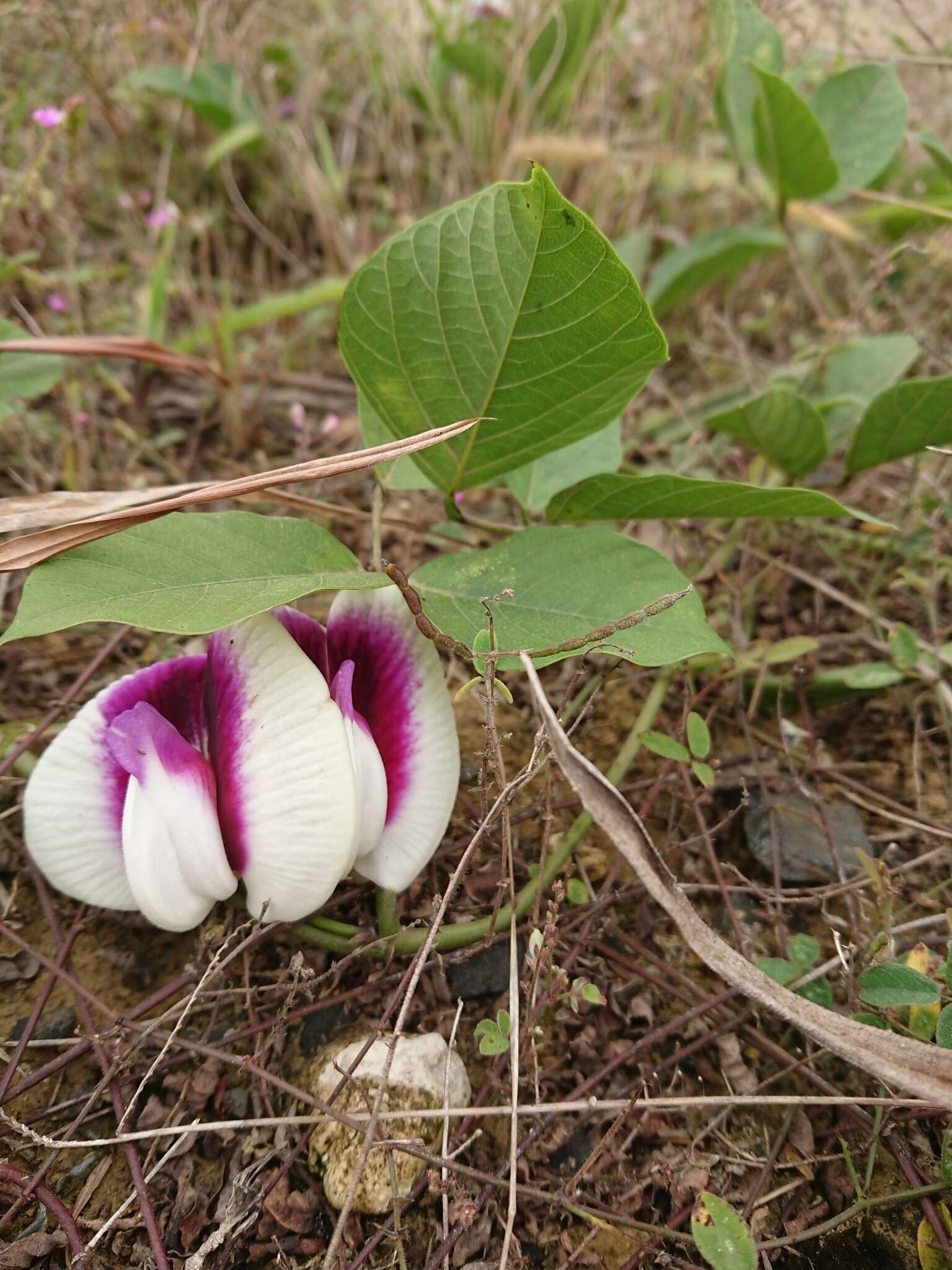 Слика од Centrosema plumieri (Pers.) Benth.