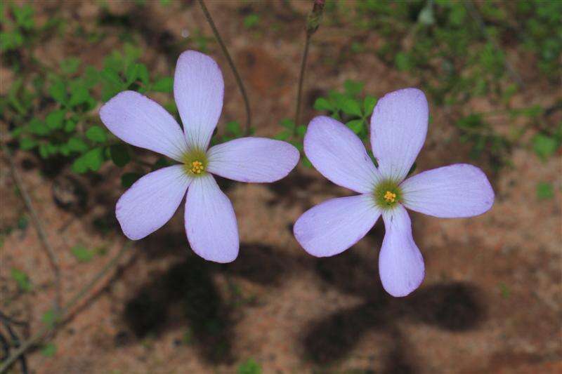 Sivun Oxalis ebracteata Savign. kuva