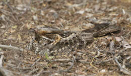 Слика од Caprimulgus madagascariensis Sganzin 1840