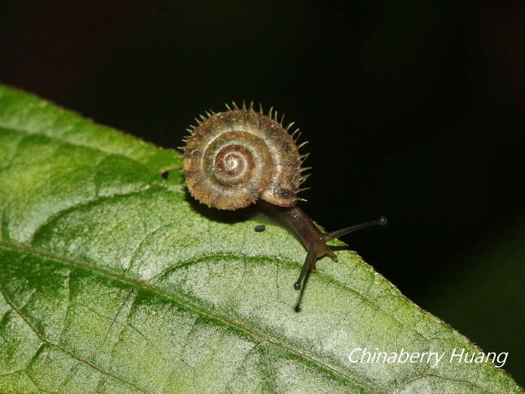 Image of Plectotropis mackensii