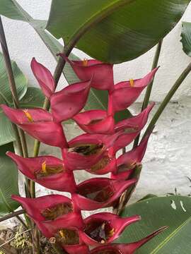 Image of Heliconia bourgaeana Petersen