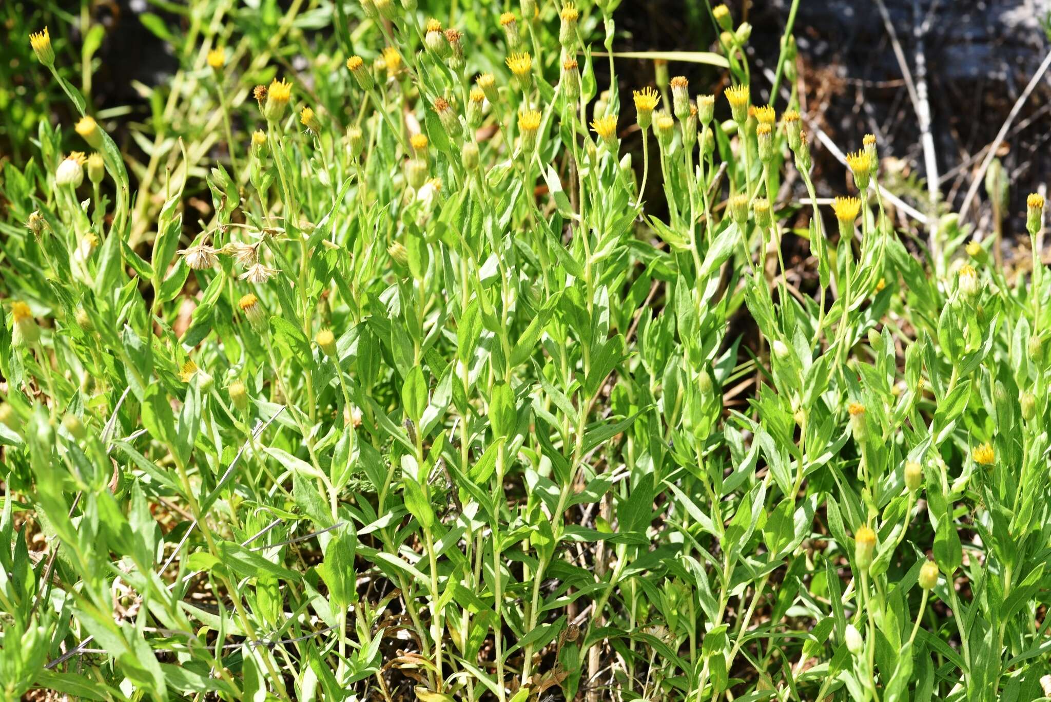 Image of Oregon False Golden-Aster