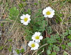 Image of Callianthemum alatavicum Freyn