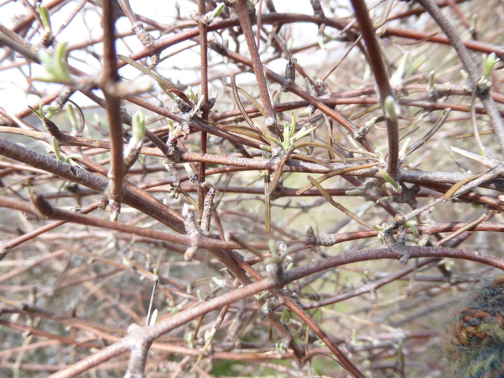 Image of Olearia virgata var. lineata Kirk