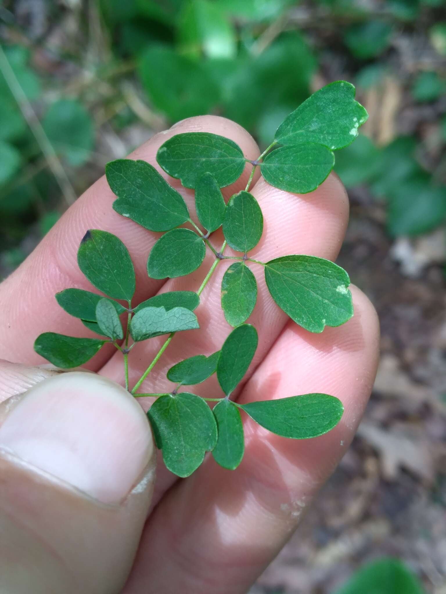 Image of Small-Leaf Meadow-Rue