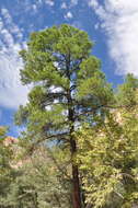 Image of Pinus leiophylla var. chihuahuana (Engelm.) Shaw