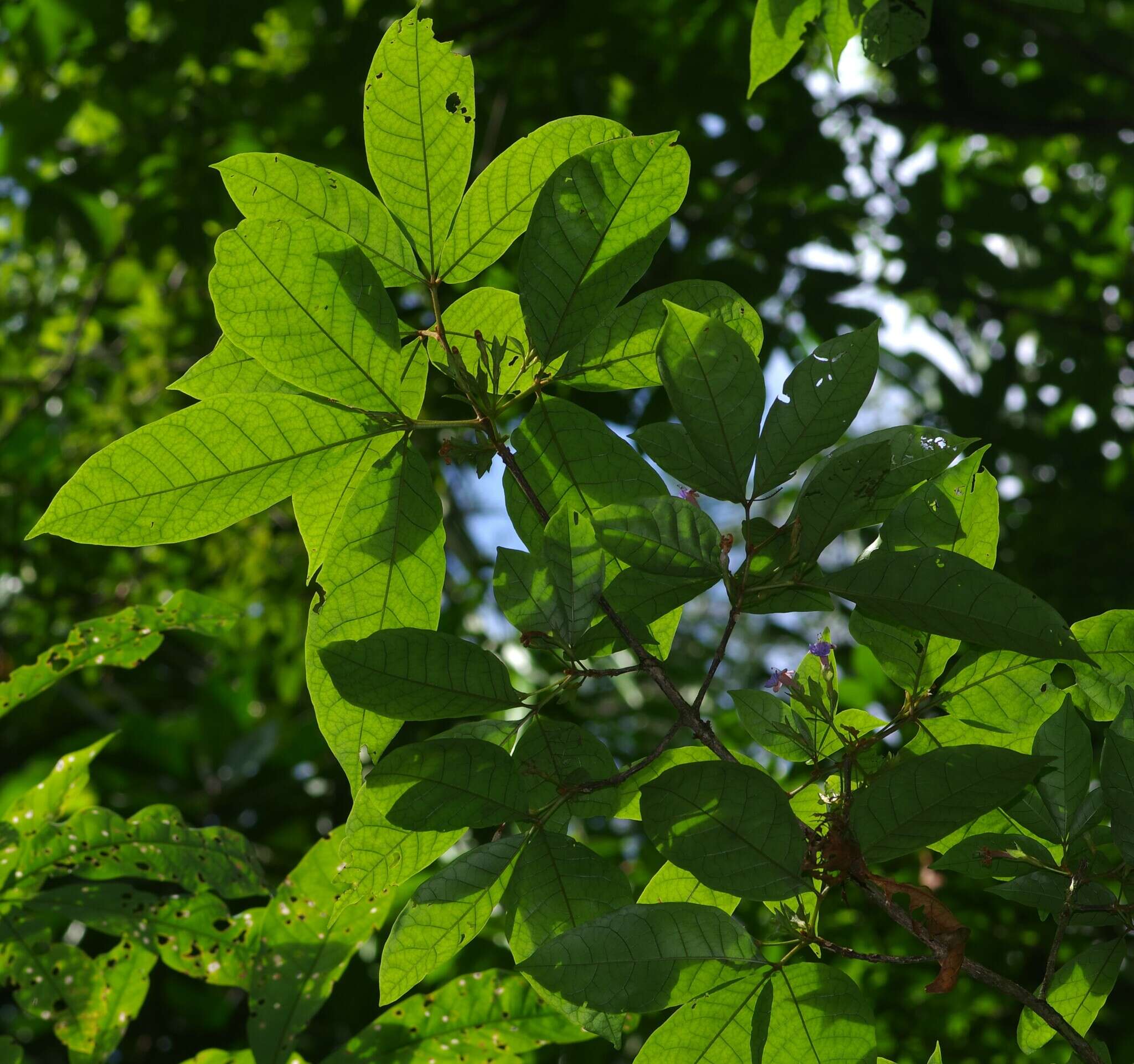 Image de Vitex triflora Vahl