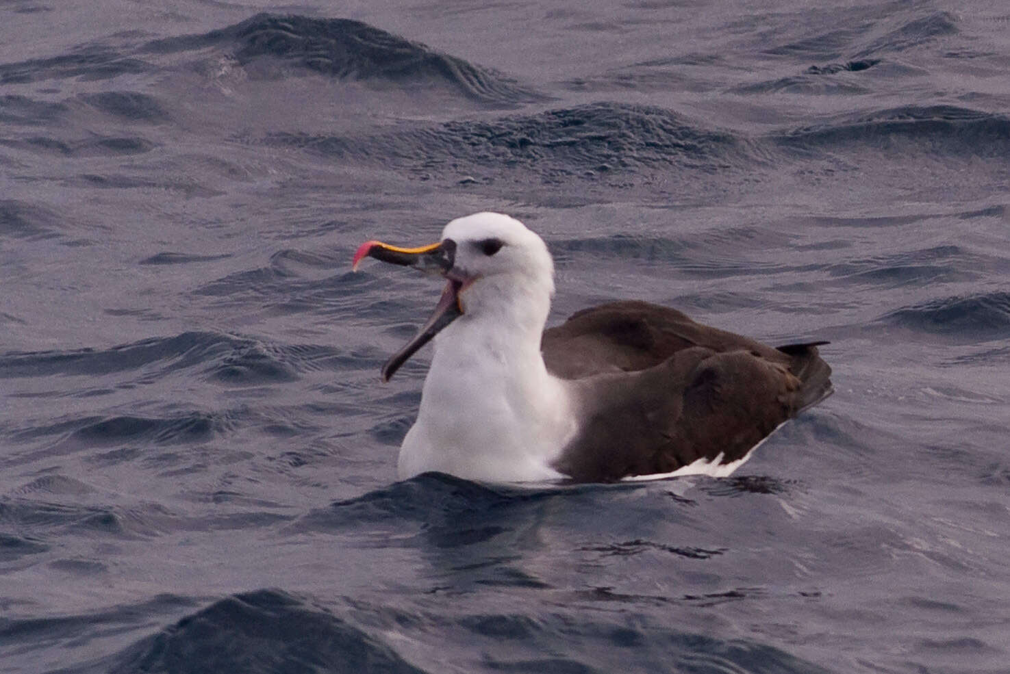 Image of Atlantic Yellow-nosed Albatross