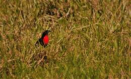 Image of White-browed Blackbird