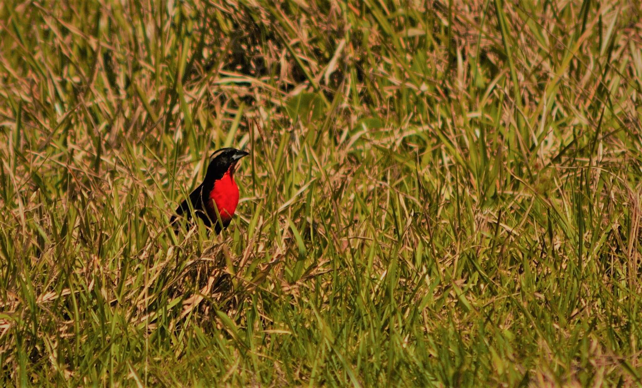 Image of White-browed Blackbird