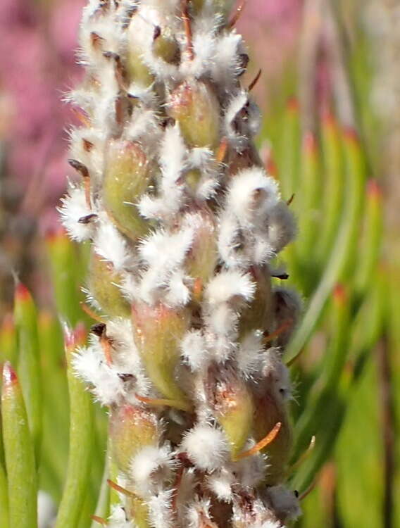 Image of Spatalla curvifolia Salisb.