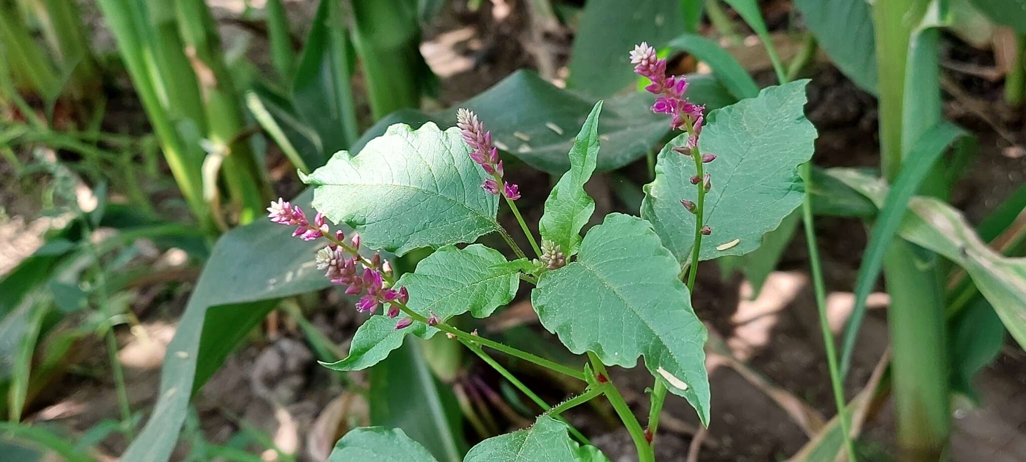 Image of false amaranth